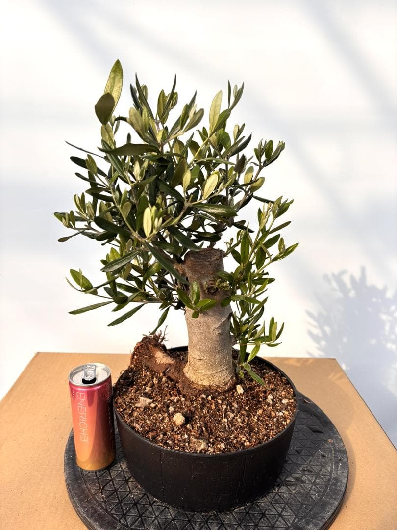 多肉植物 淡雪錦.抜き苗4株..法師錦1株