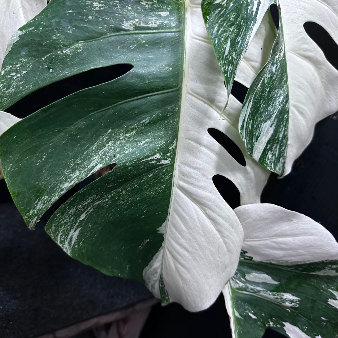 斑入りモンステラ ホワイトタイガー極美大株69cm白斑多 - メルカリ
