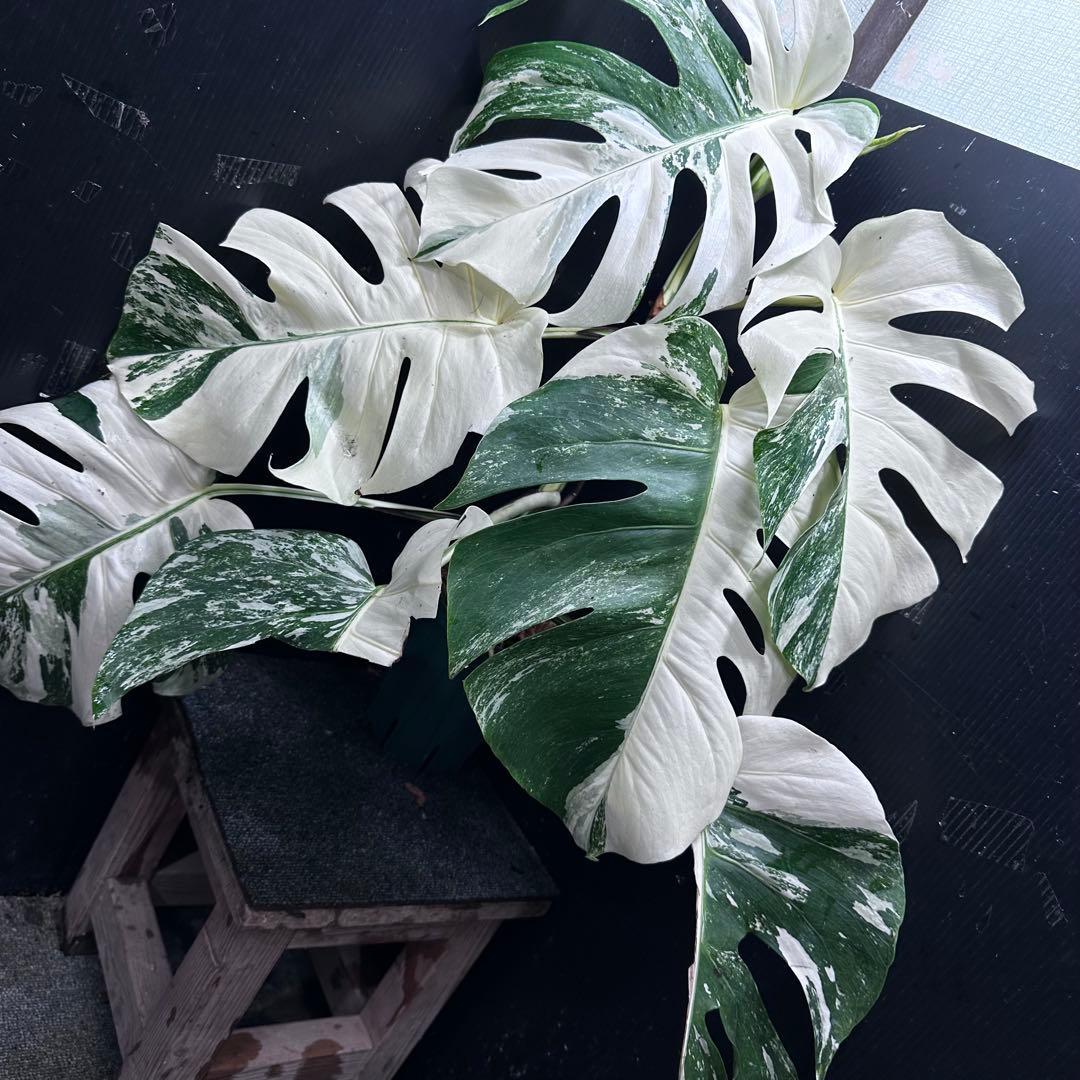 斑入りモンステラ ホワイトタイガー極美大株69cm白斑多 - メルカリ