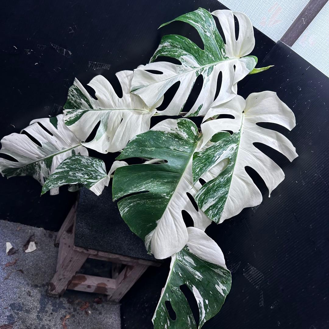 斑入りモンステラ ホワイトタイガー極美大株69cm白斑多 - メルカリ