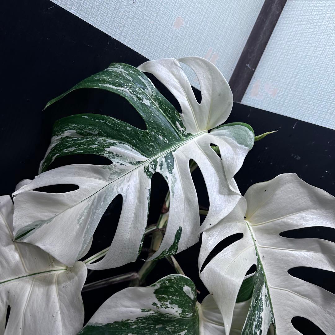 斑入りモンステラ ホワイトタイガー極美大株69cm白斑多 - メルカリ