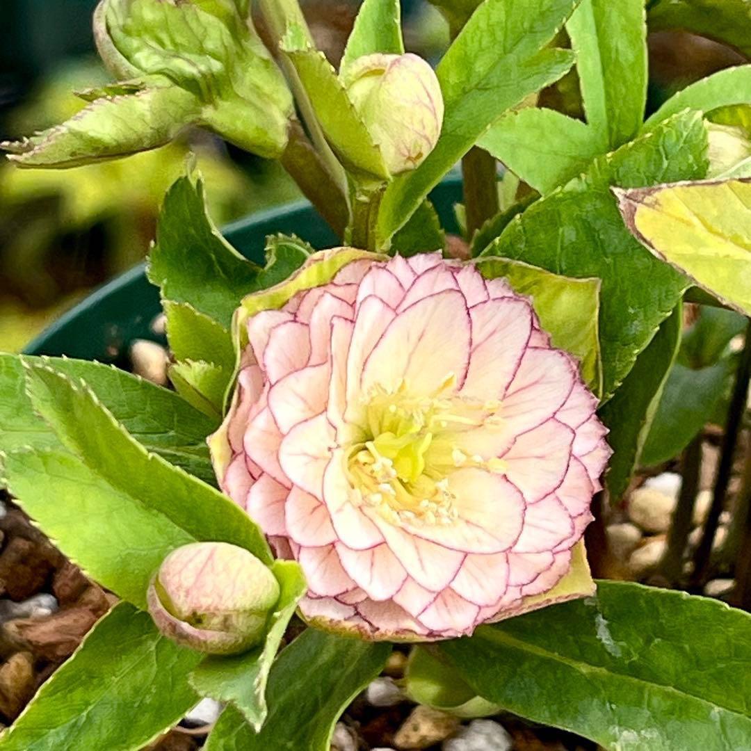 か*ん様 3521☘️蕾花、タグ付き☘️⭐️超チビチビ⭐️超小輪⭐️超多弁⭐️大