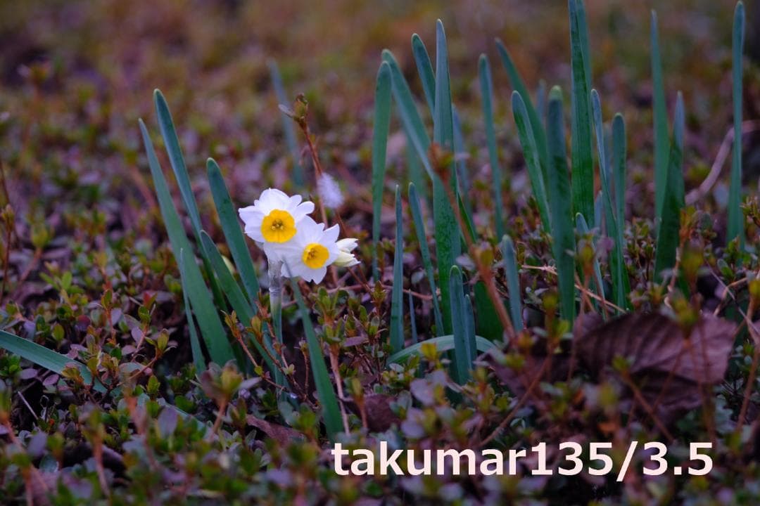 世界稀少】無印Takumar 55mm F2.2【5群5枚】+135/3.5 - メルカリ