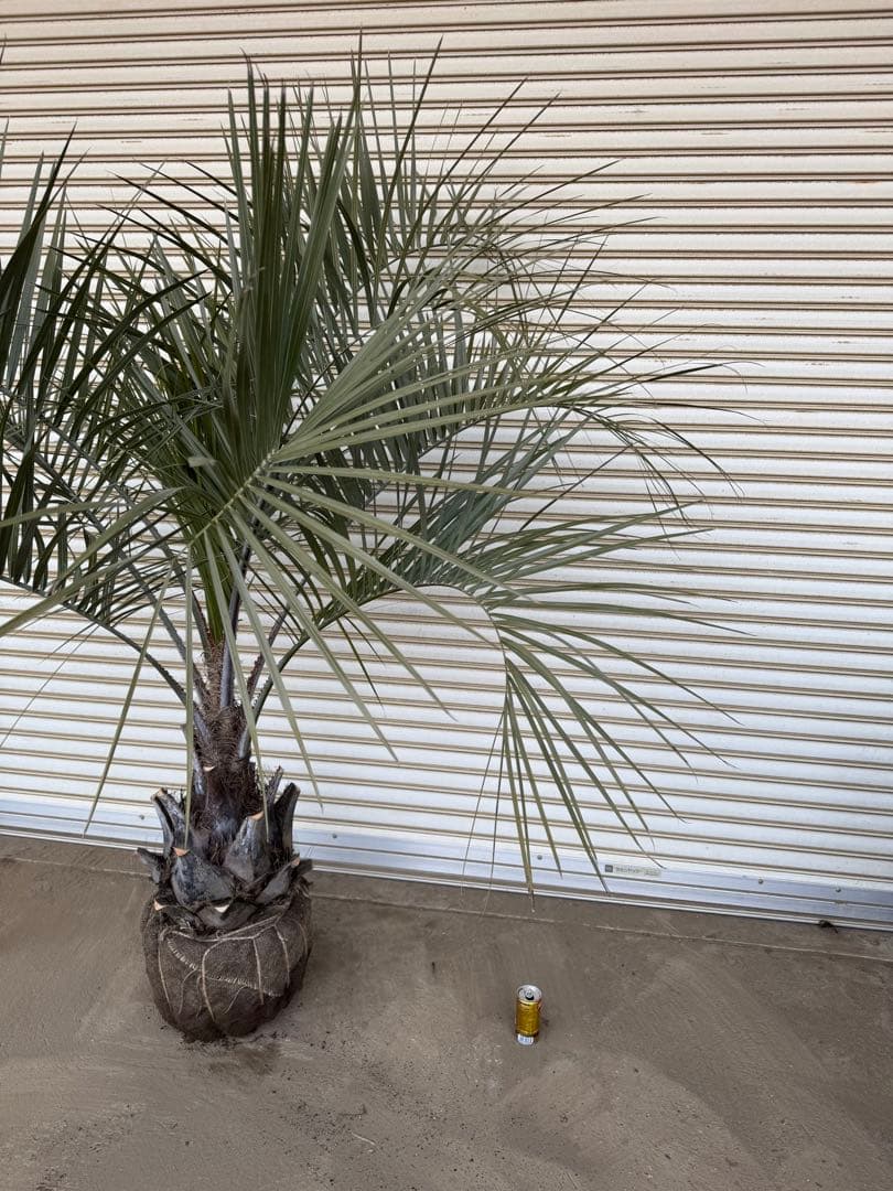 送料込み ココスヤシ シルバーリーフ 幹極太 形状良 庭木 シンボル