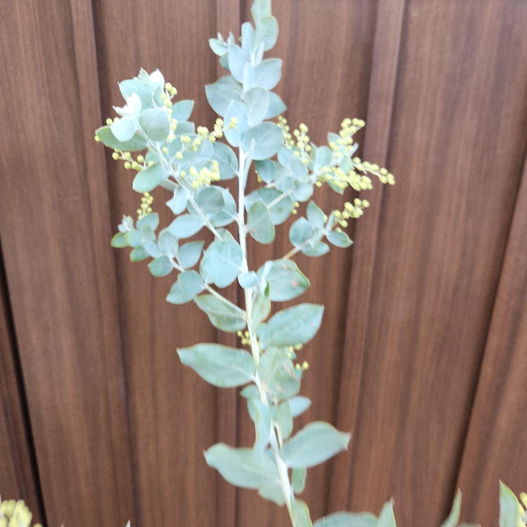 花芽付き パールアカシア 7寸ポット苗R ミモザ 苗木 庭木 - メルカリ