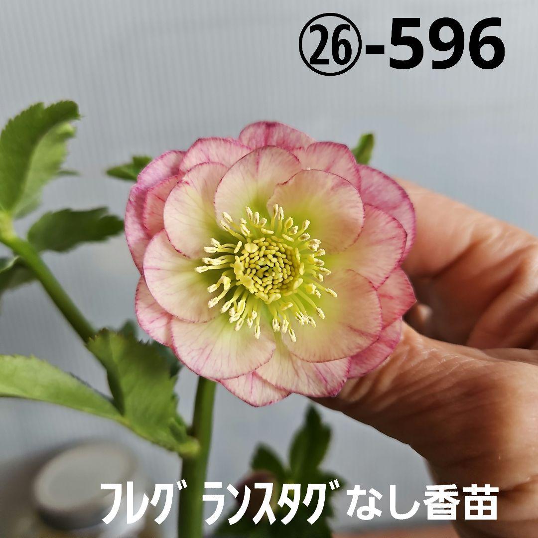 ごまたまご様お取り置き苗㉖-596クリスマスローズ - メルカリ