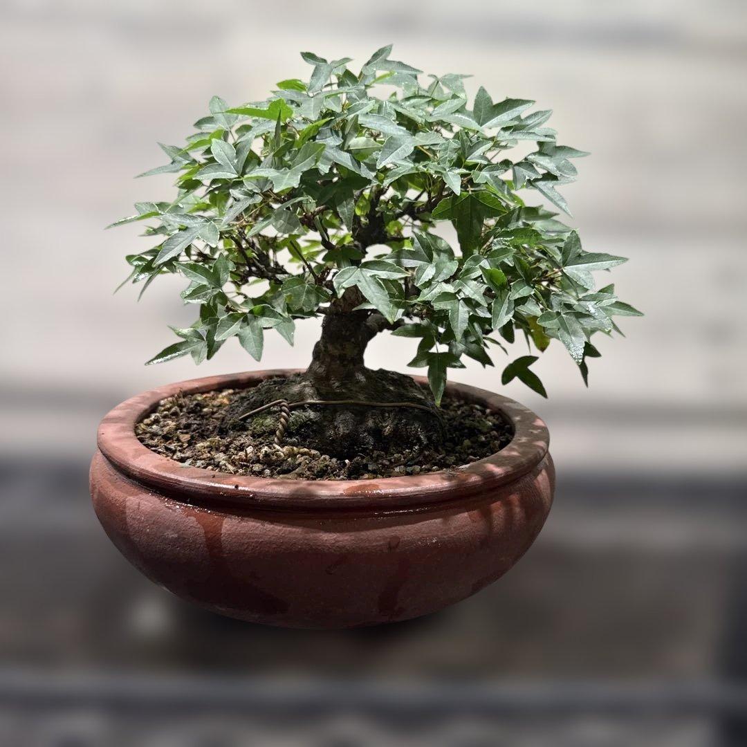 新品 箱付き 青紙鋼 盆栽 鋏 兼芳植木 はさみ 太口 裏透 手造り 大極上