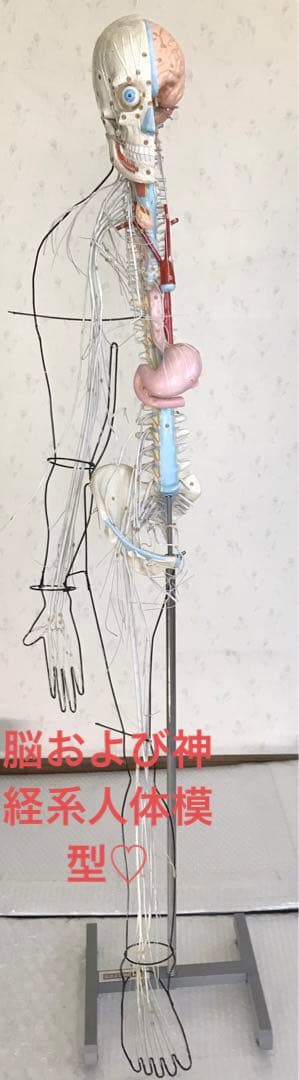 脳および神経系人体模型♡ 京都科学 Amazon | サイエンステクニカラー 人体模型ストラップ2 全12種