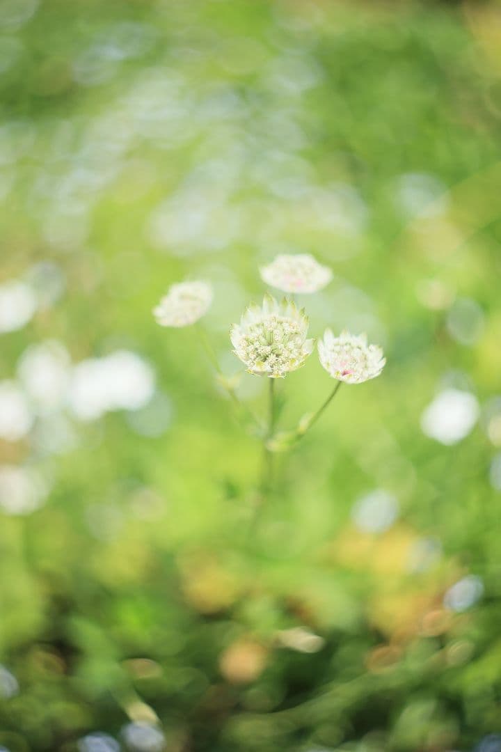 HELIOS-44 58mm F2 zebra《MMZ製》【光学美品】