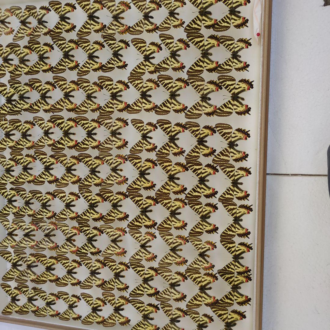 ヒメギフチヨウ90頭 スーパーカブ90 エンジンフルOH 腰上～完成編 : モーターヘッド