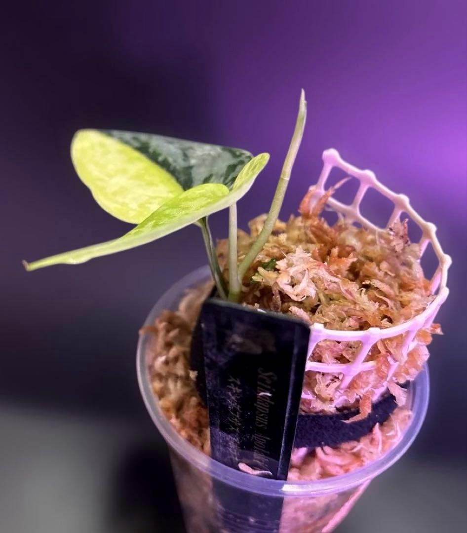 スキンダプサス 綺麗な セット F1