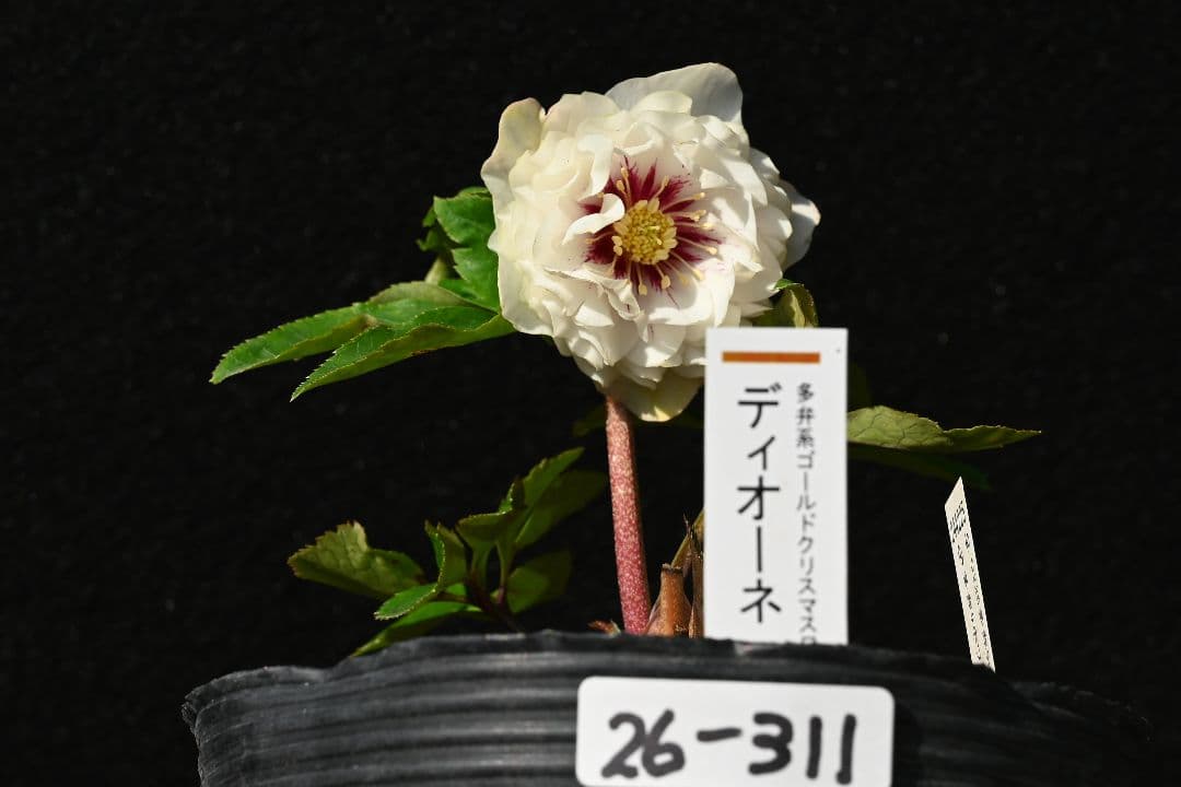 クリスマスローズ 認定ディオーネホワイトフラッシュ 加藤農園 - メルカリ