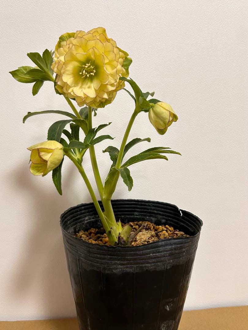 段咲イエローアフロディーテピコティ クリスマスローズ 24年