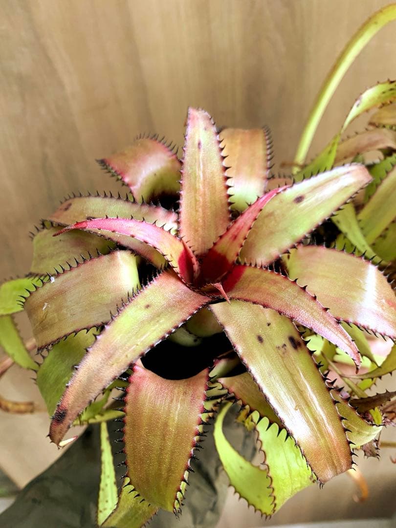 T*h様 アロカシア ワトソニアナライトニングの通販はau PAY マーケット