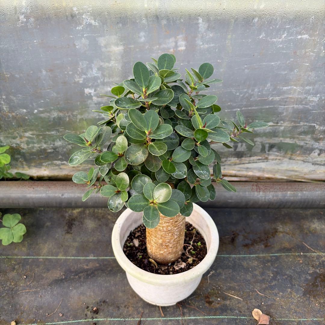 パンダガジュマル7号リン鉢