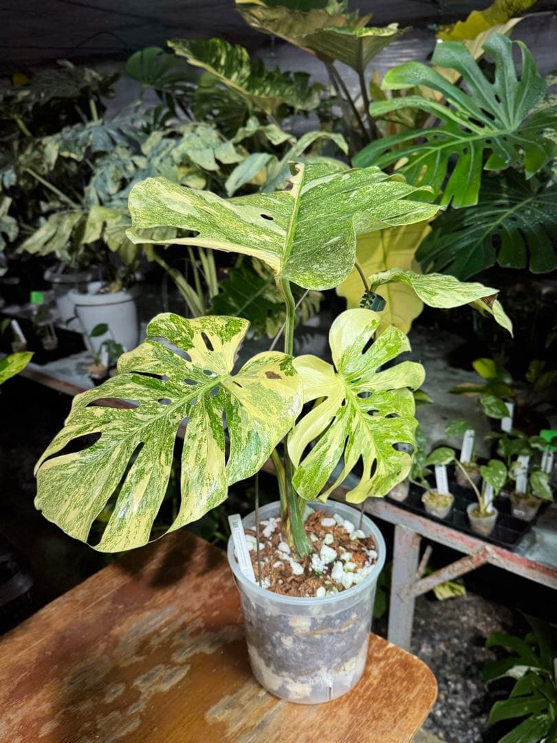 早い者勝ち　モンステラ　デリシオーサ　レガシー　久々絶美斑入り株 新入荷】 モンステラ デリシオーサ “レガシー” まだ若い苗ですが