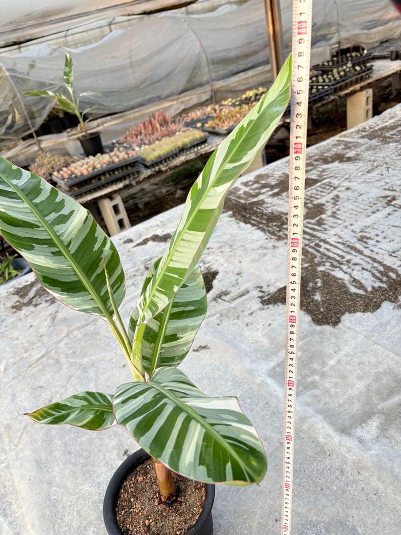 バナナ斑入り　アエアエ　美株　高さ80cm