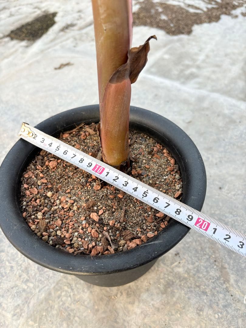 バナナ斑入り　アエアエ　美株　高さ80cm