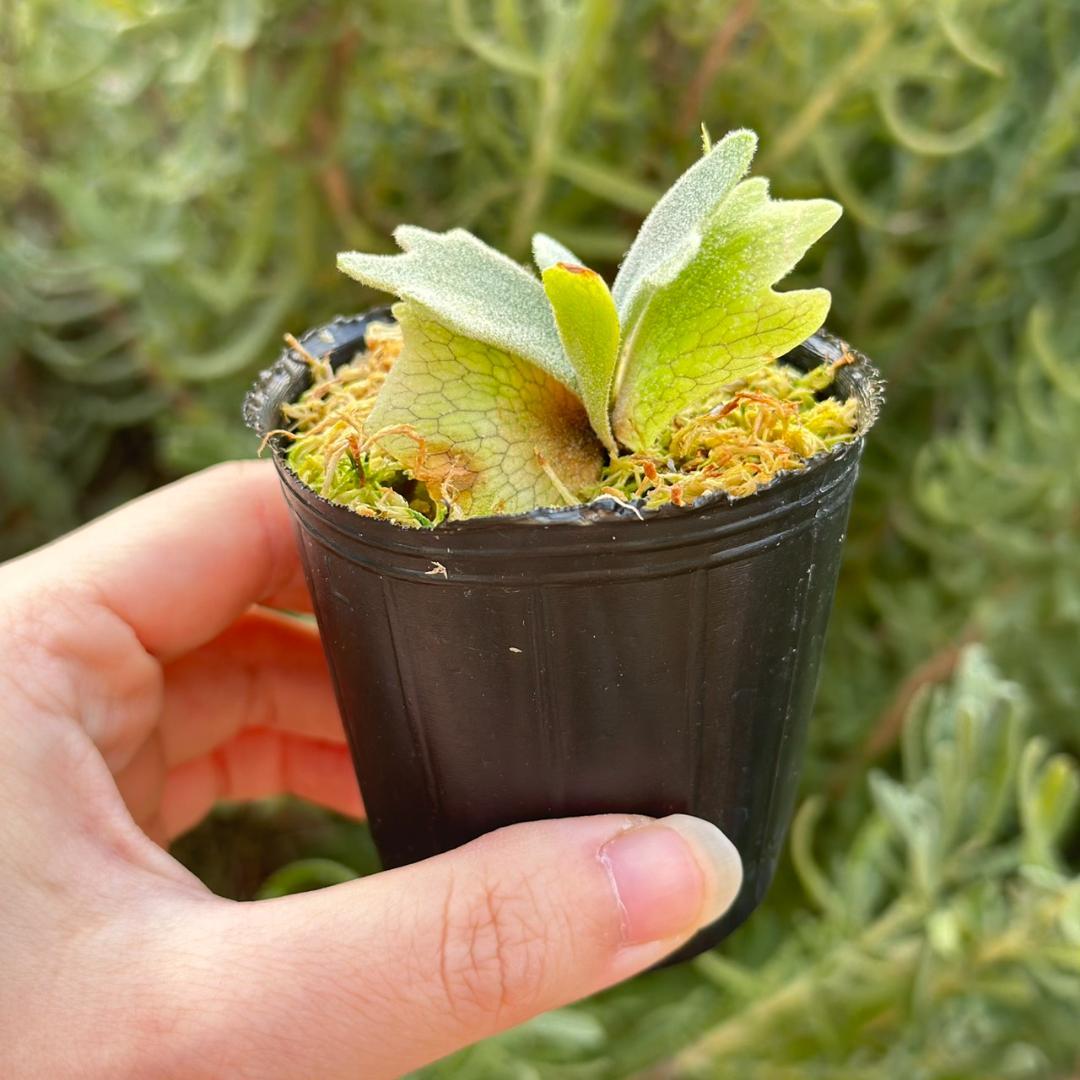 P.willinckii Frosty Maiden Spore 04