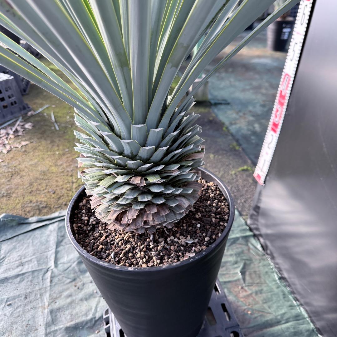 じ*歩様 【AL1126】ユッカ　リギダ