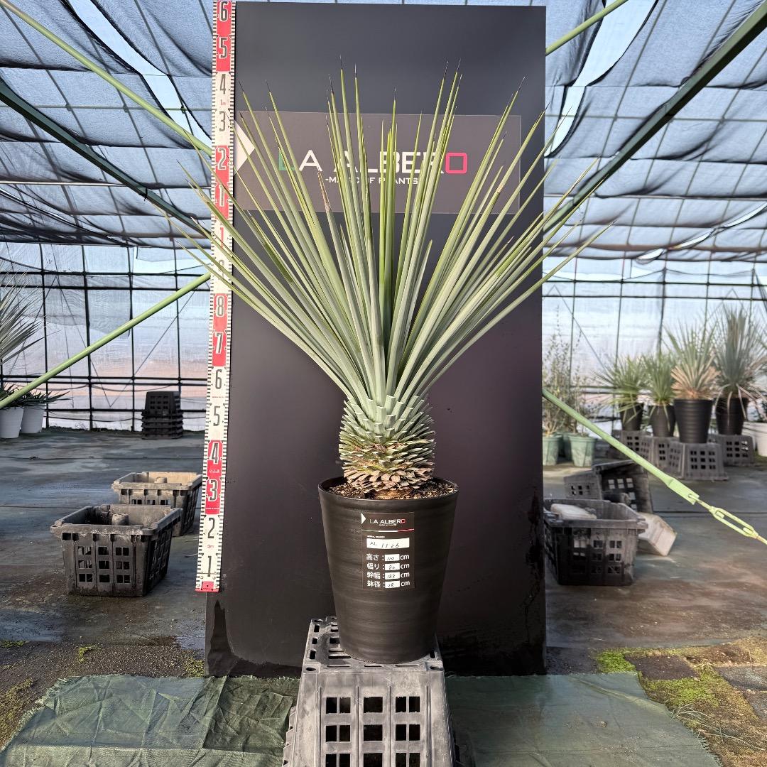 じ*歩様 【AL1126】ユッカ　リギダ