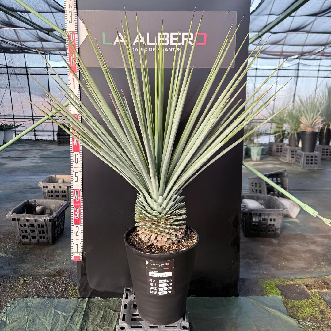 じ*歩様 【AL1126】ユッカ　リギダ