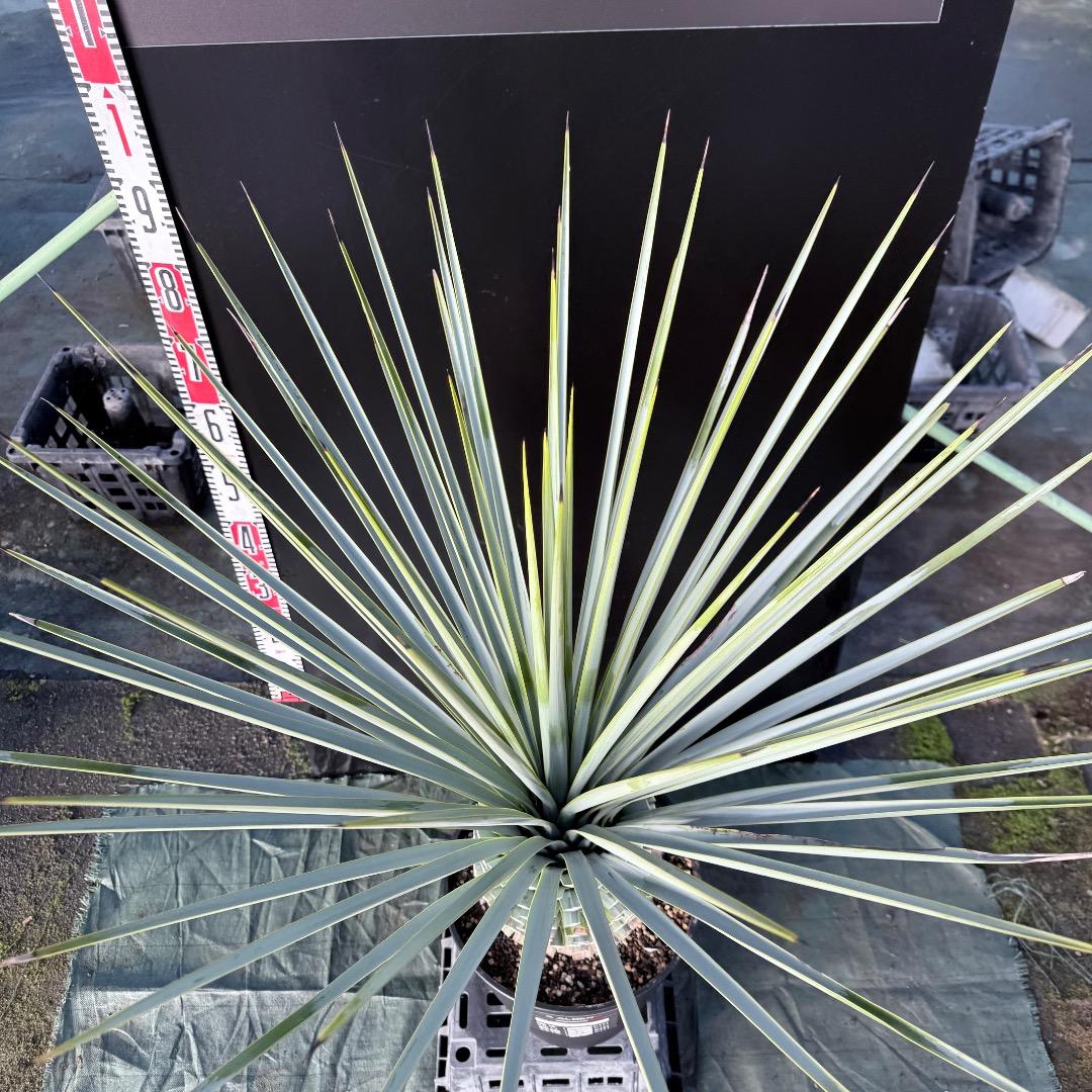 じ*歩様 【AL1126】ユッカ　リギダ