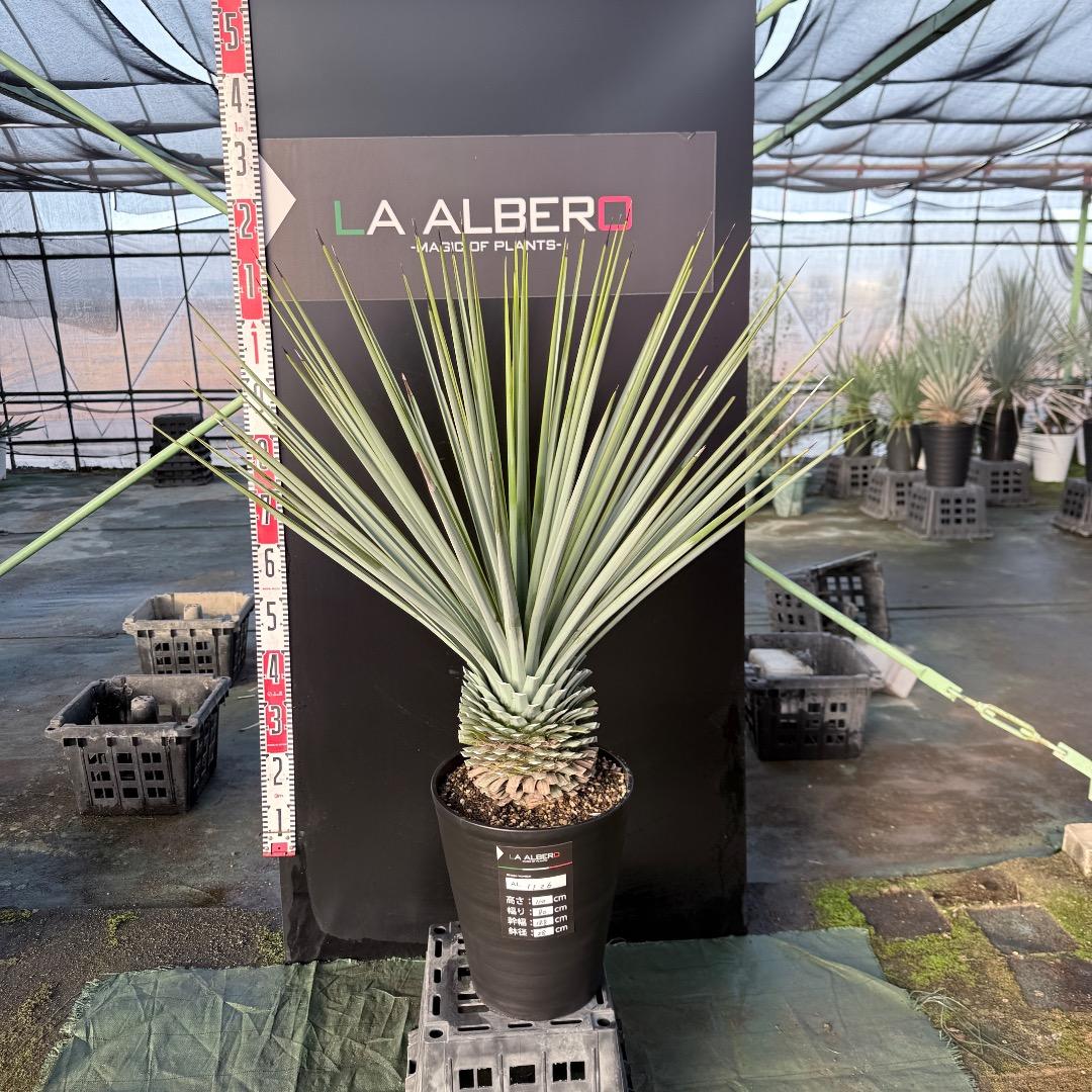 じ*歩様 【AL1126】ユッカ　リギダ