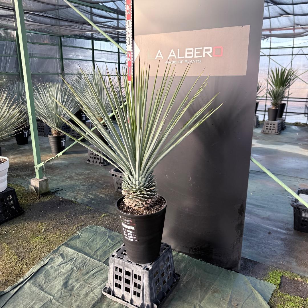 じ*歩様 【AL1126】ユッカ　リギダ