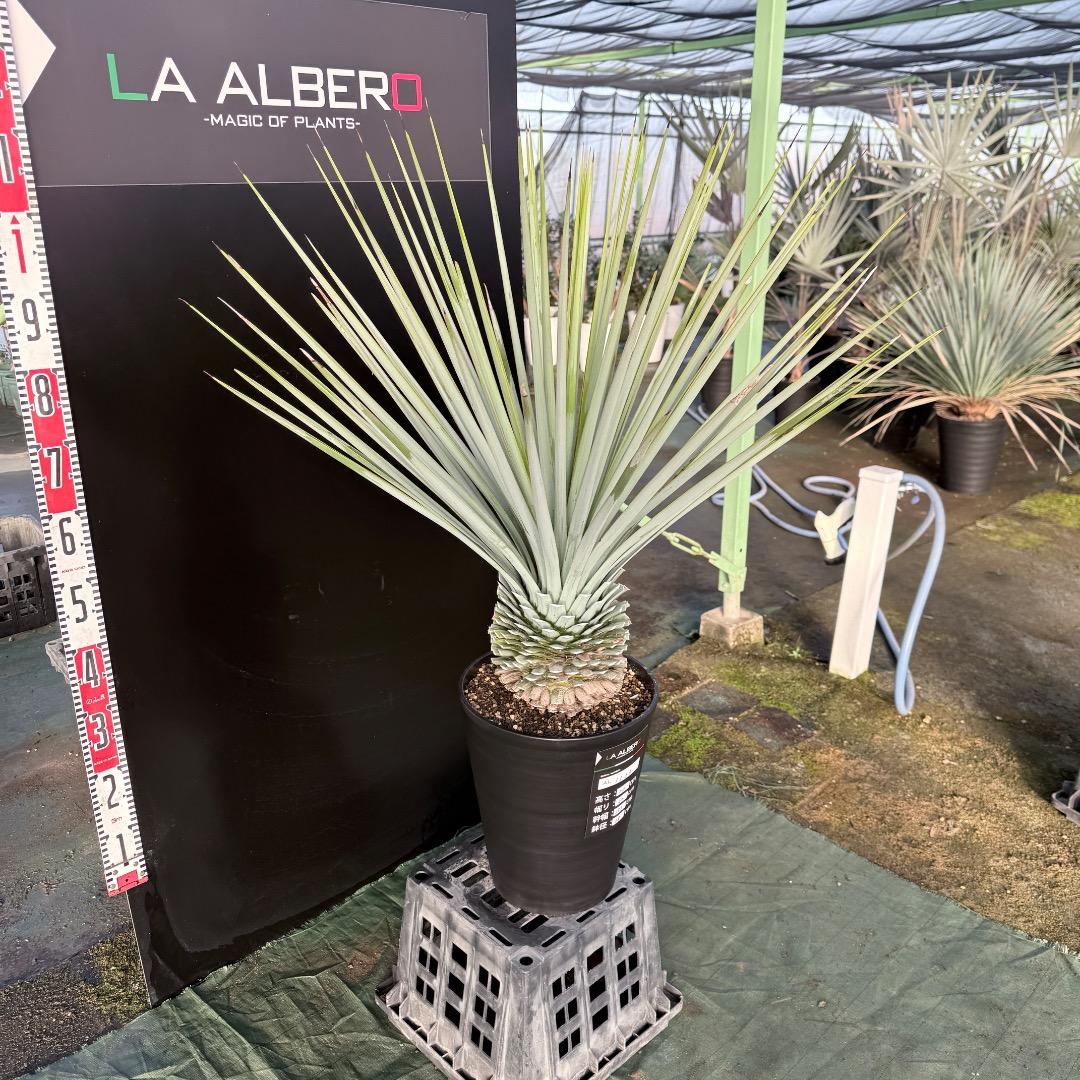 じ*歩様 【AL1126】ユッカ　リギダ