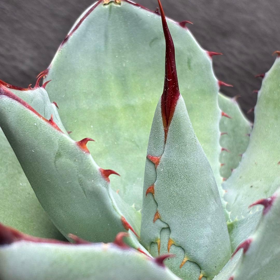 た*か様 アガベ 「特選パリー」トランカータスーパー コンパクト 短葉