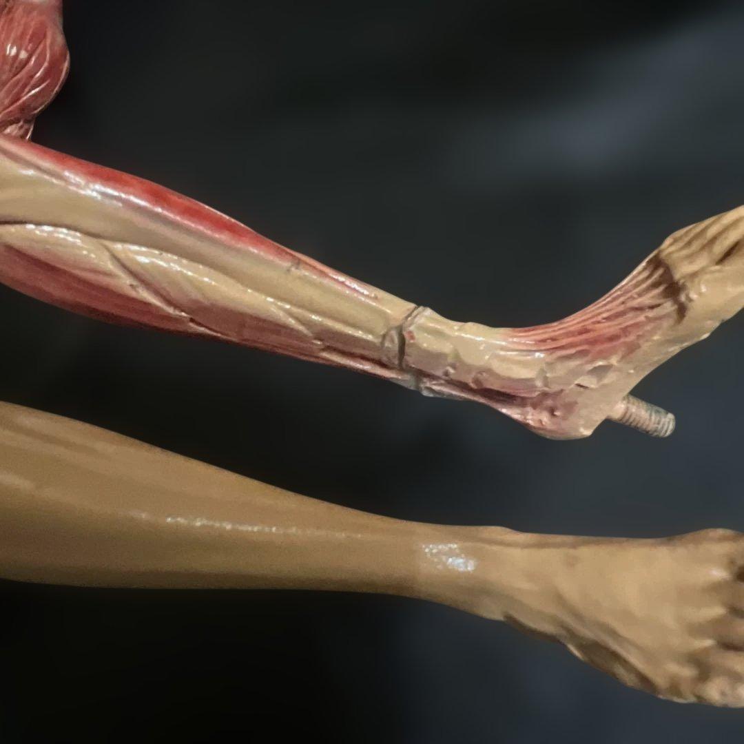 人体模型　貴重　激レア　男女