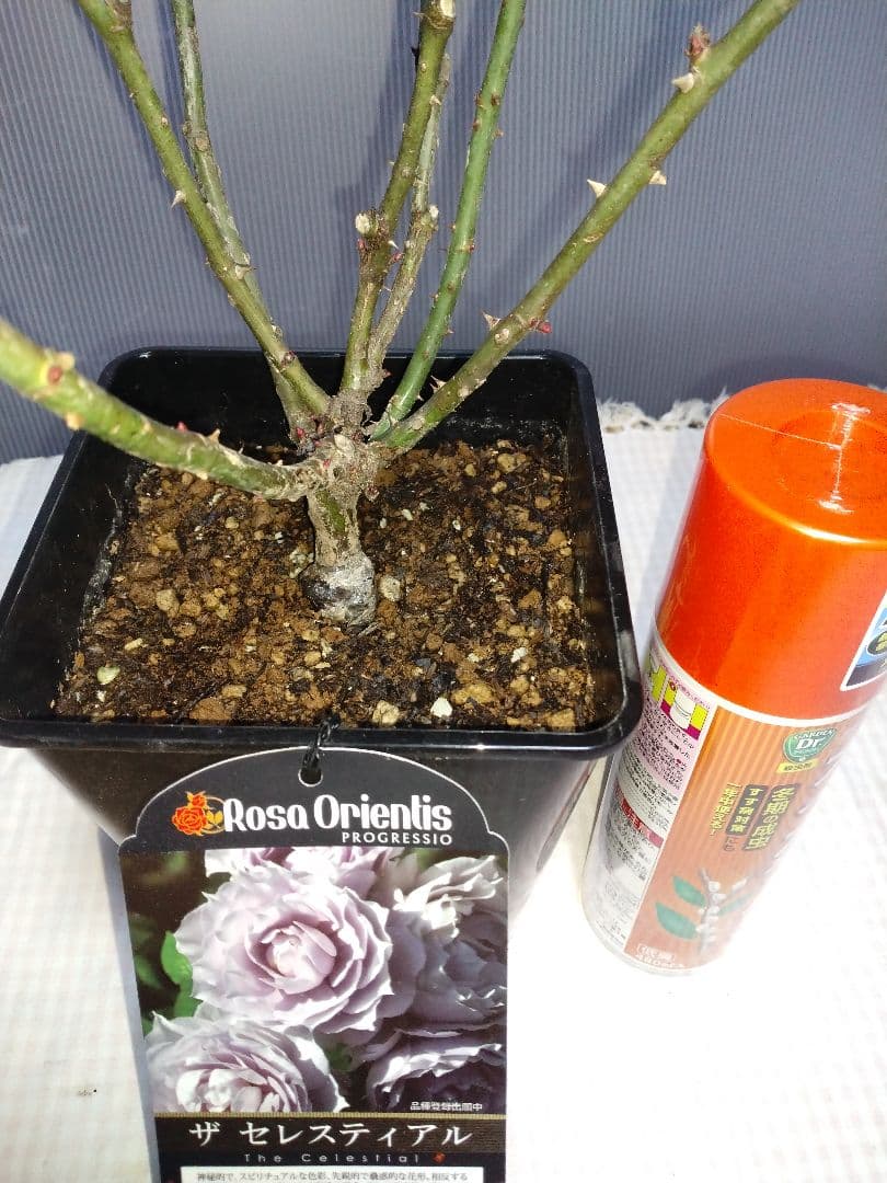ザ セレスティアル 苗木 Rosa Orientis　６号鉢 バラ苗【中苗】ザセレスティアル 国産苗 6号鉢植え品［農林水産省 品種