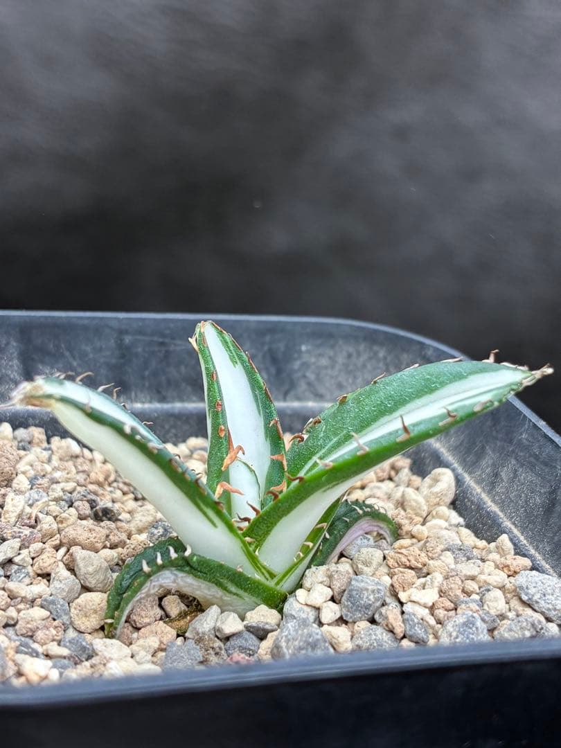 アガベ チタノタ 「太陽神錦」極白中斑錦 特白 明錦 極上美株 - メルカリ