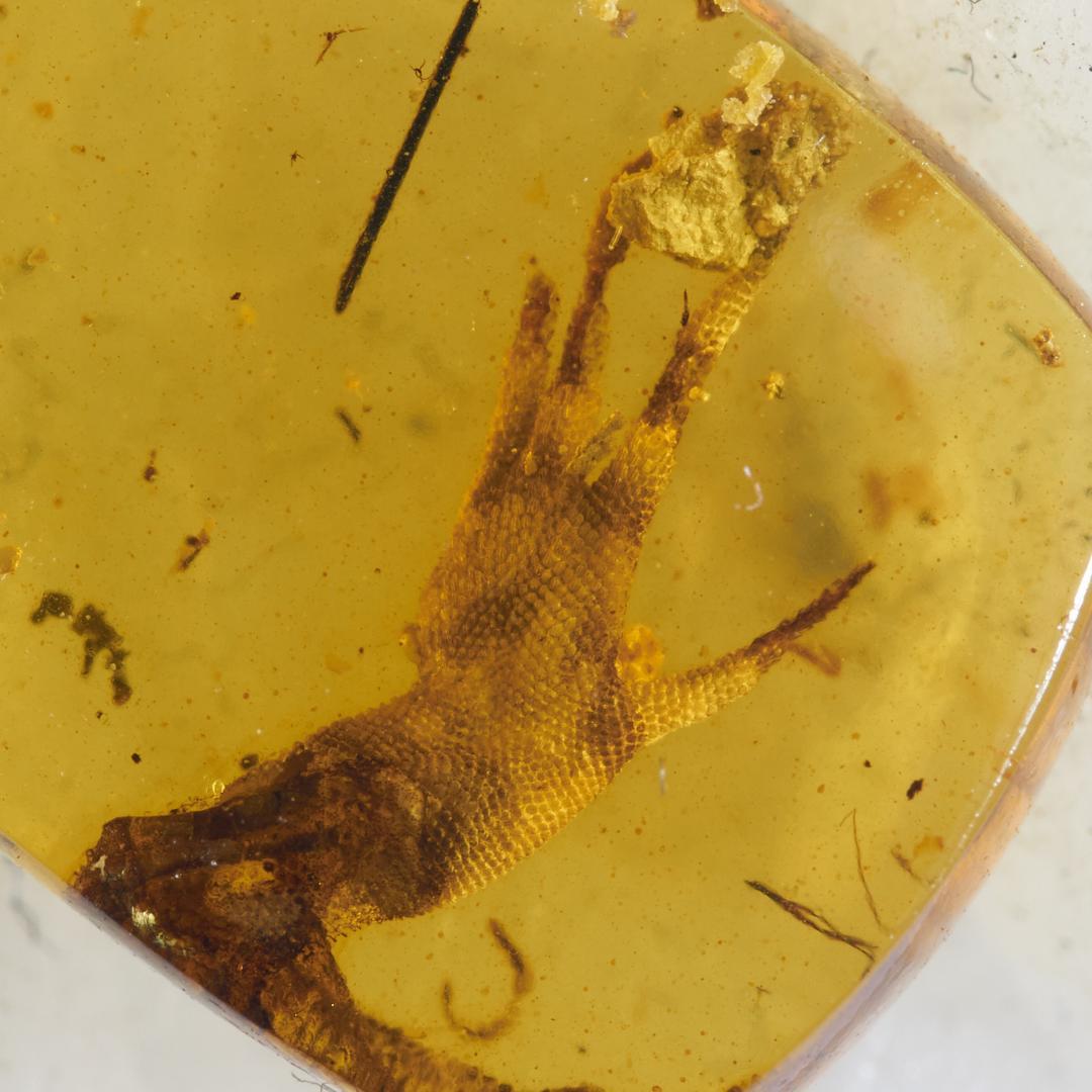 レア極上品 PA0014虫入り琥珀化石　ミャンマーカムティかタナイ9900万年前 レア極上品 PA114虫入り琥珀化石 ミャンマーカムティかタナイ9900万年