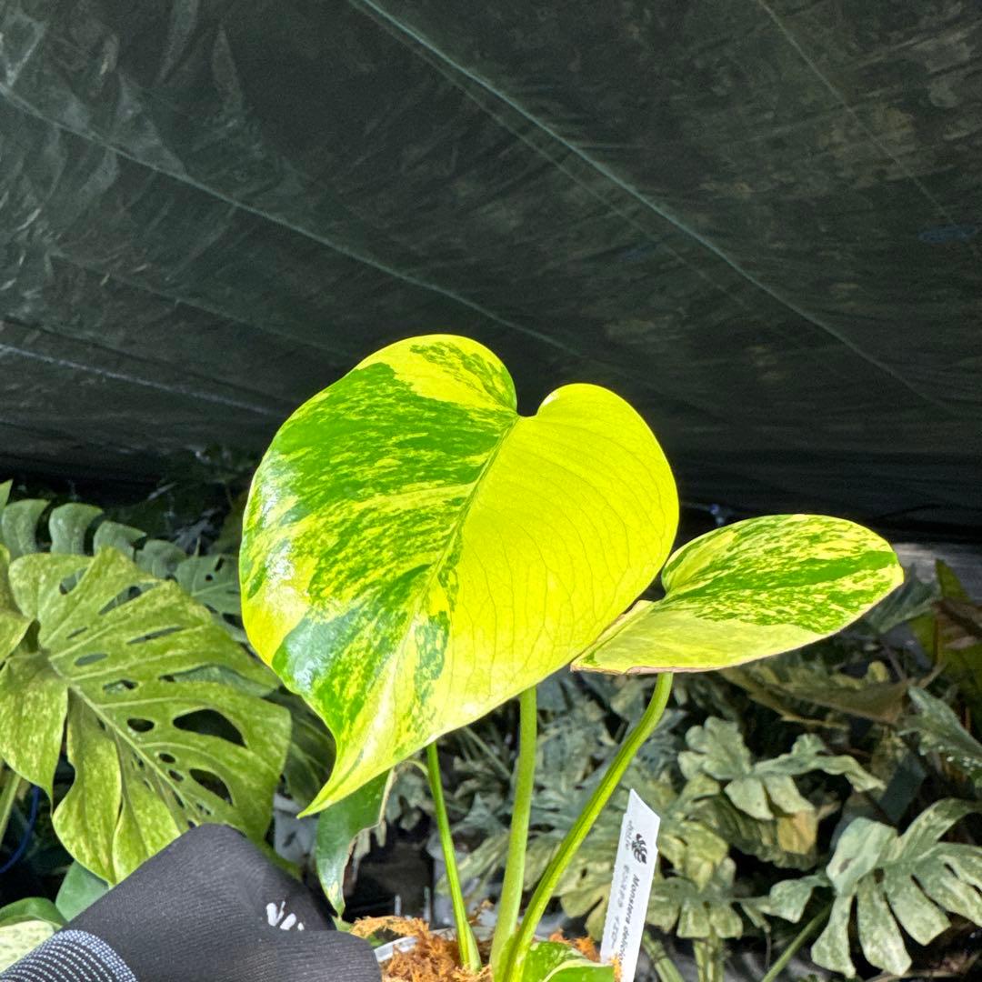 MRY1モンステラ デリシオーサ イエローマリリン 黄斑入り - メルカリ