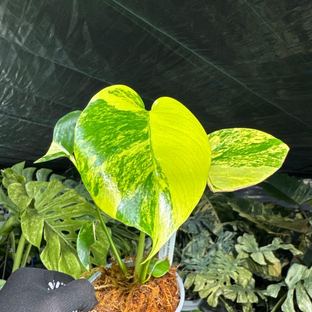 MRY1モンステラ デリシオーサ イエローマリリン 黄斑入り - メルカリ
