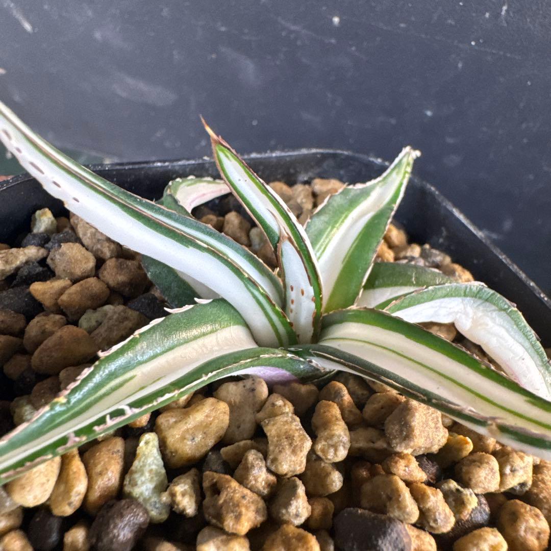 まぁーちゃん　速達込みアガベ　笹の雪　氷山子株　純白中斑