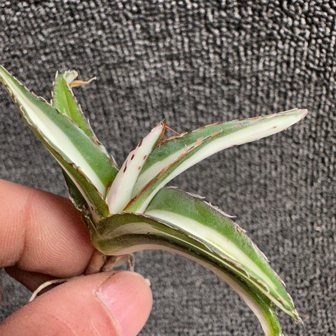 2171アガベ チタノタ 丸叶氷山錦 白中斑 極上中小株 5株セット