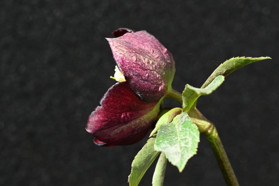 クリスマスローズ 最新花！sdキラメキ✩チョコレート 加藤農園