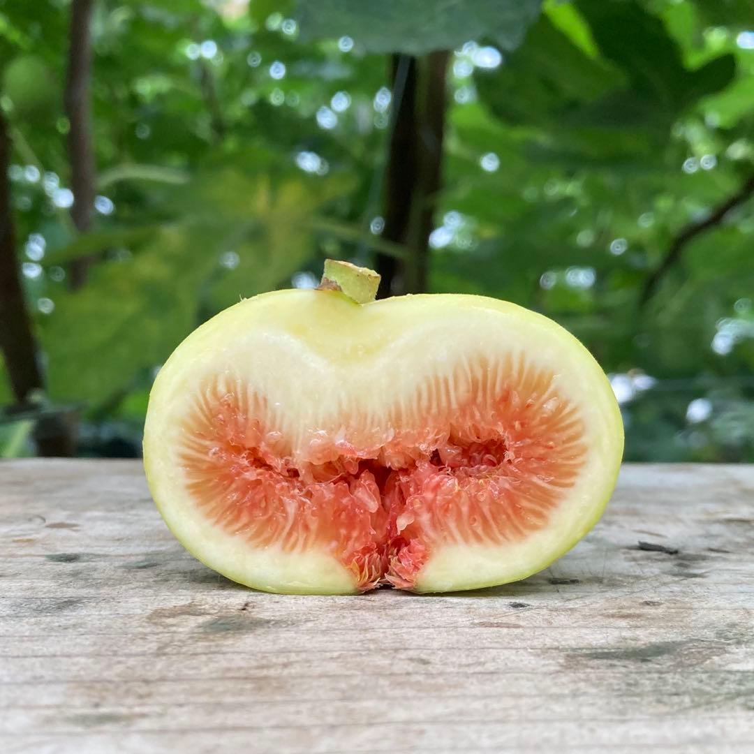 Panino パニーノ 穂木 イチジク - メルカリ