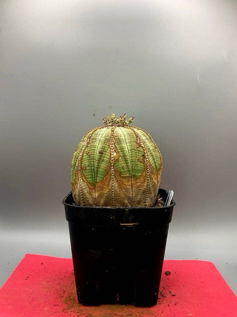 《3号WB》ユーフォルビア　オールド　オベサ　雌株