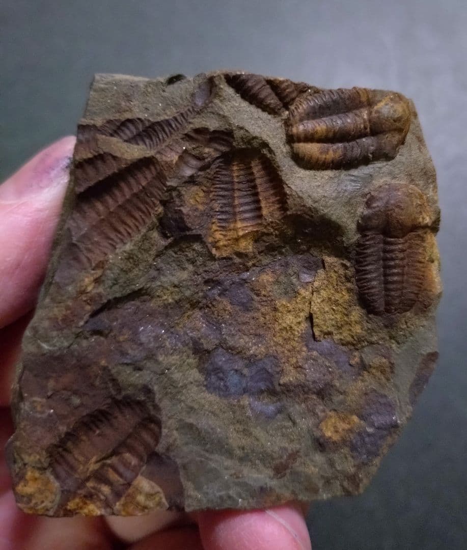 カンブリア紀】チェコインツェ産 三葉虫 エリプソセファルス・ホッフィ