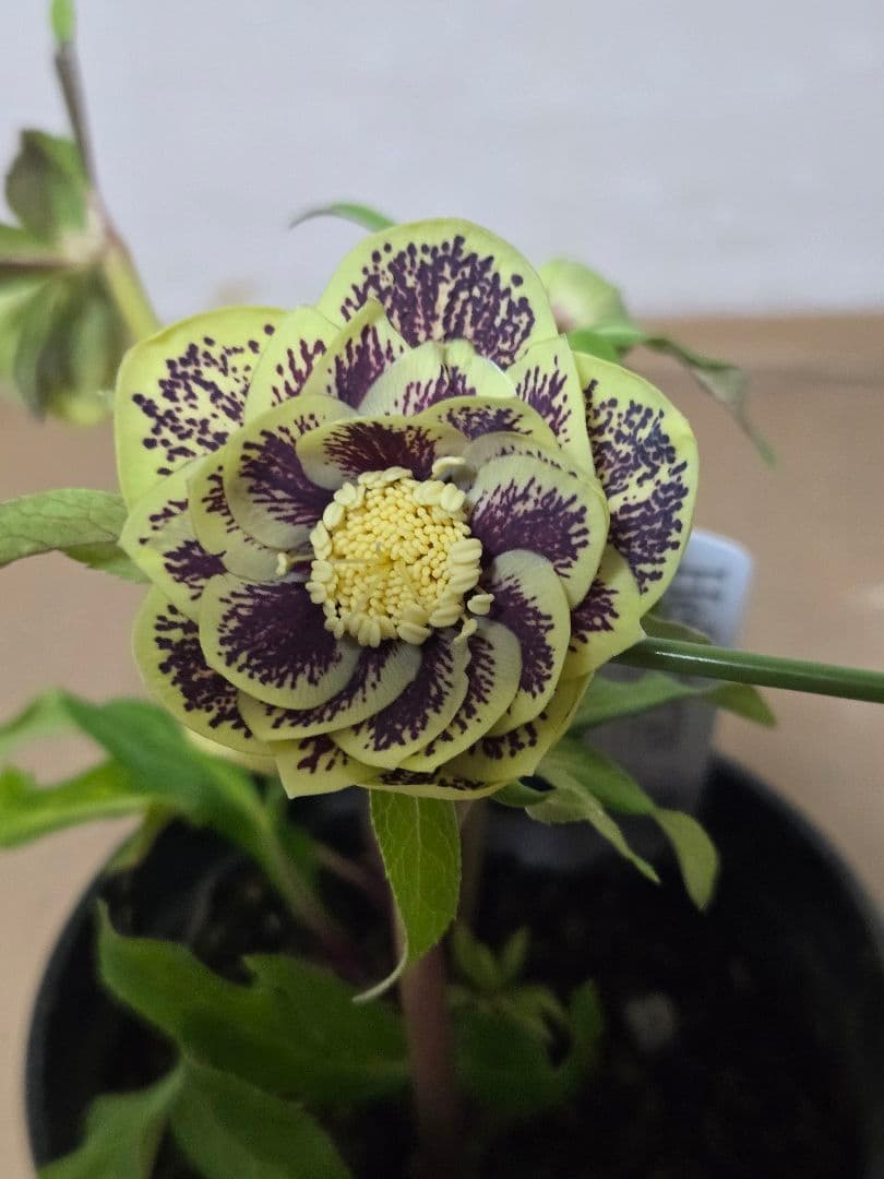 ☆広瀬園芸☆クリスマスローズ☆4.5号鉢☆ - メルカリ