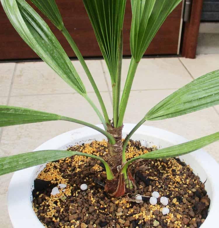 現品】ブラヘア・スーパーシルバー 8号 3G番 ヤシの木 椰子の木