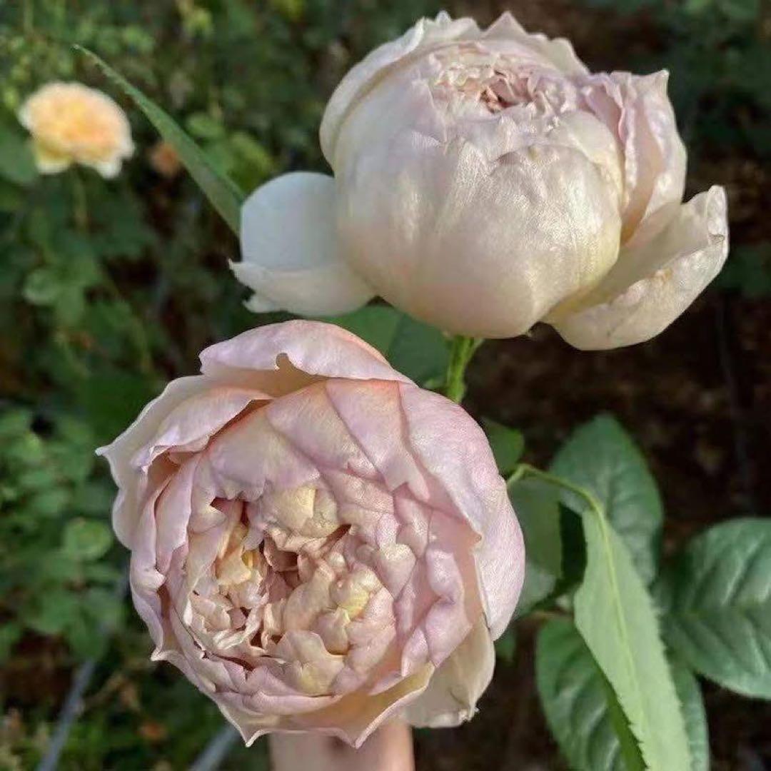 バラ　薔薇　バラ苗　和バラ　入手困難バラ バラ 薔薇 バラ苗 和バラ 入手困難バラ 和バラ苗 わばら 入手困難