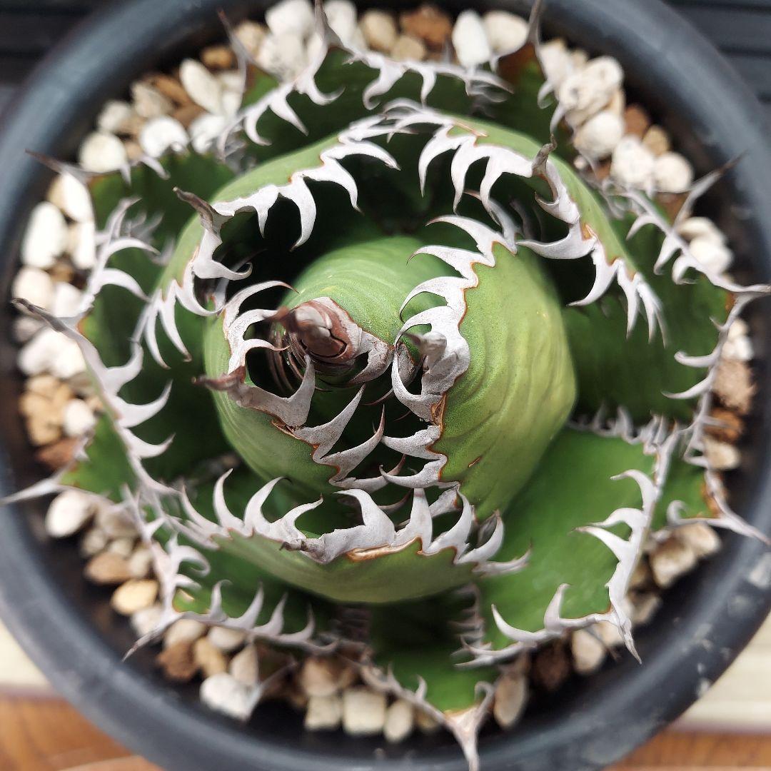 アガベ ホリダ 陽炎 ボールタイプ 発根済み 鉢ごと発送 メルカリ便