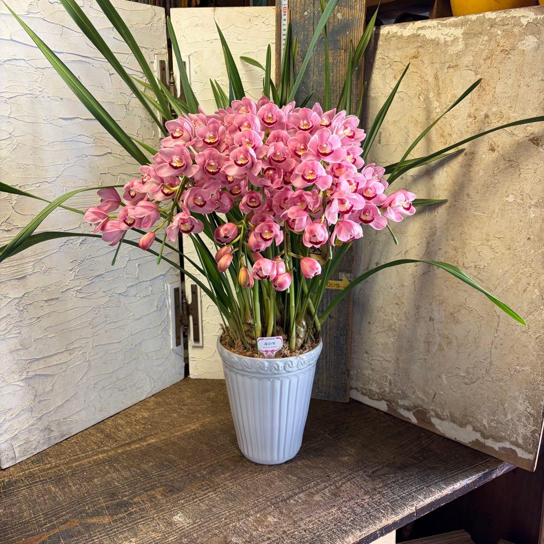 特選】 シンビジューム 苺の雫 アーチ 7寸7本立ち - メルカリ