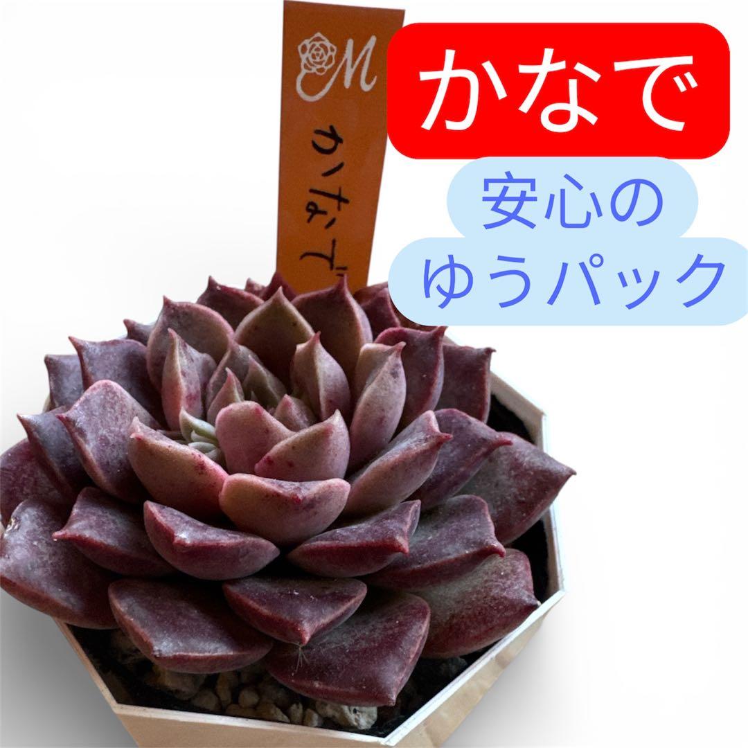 miyaさん苗 命名株 かなで 札付き 希少⑤ - メルカリ