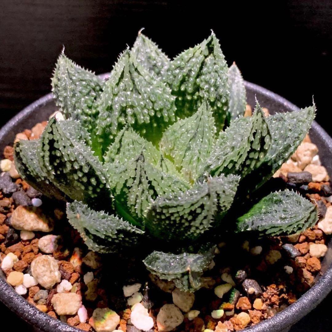 ハオルチア 闇の森(ハオルシア多肉植物) - メルカリ